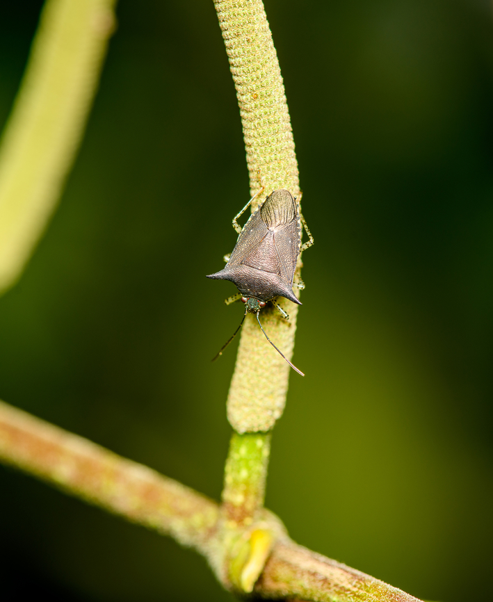 Sibaria armata, Sani Lodge, Ecuador Species ID tentative. Ecuador,Ecuador 2021,Geotagged,Sani Lodge,Sibaria armata,South America,Spring,World,Yasuni National Park