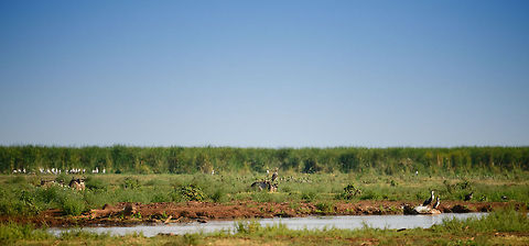 Lake Manyara edge of lake At the edge of Lake Manyara, situated behind the tall green grass, several species gather. This photos shows Wildebeests, Egrets, Great Cormorants and a few other birds. This photo is taken from the forest of Lake Manyara NP, the area photographed as well as the lake itself is not publicly accessible. Africa,Great Cormorant,Lake Manyara,Phalacrocorax carbo,Tanzania