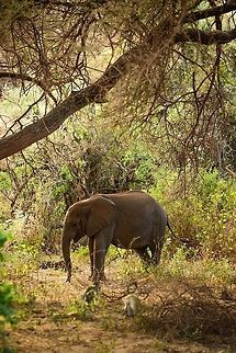 Young African Bush Elephant makes an appearance from the forest of Lake Manyara NP, Tanzania  Africa,African bush elephant,Lake Manyara,Loxodonta africana,Tanzania