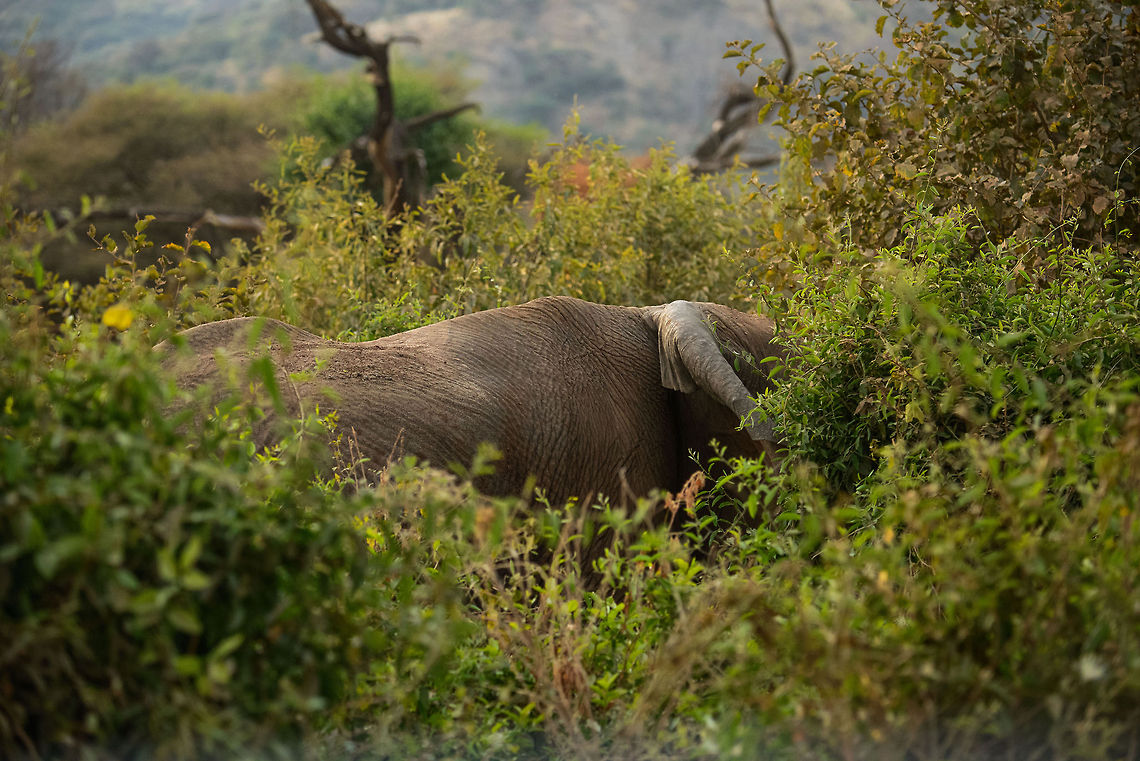 A true African "bush" elephant African Elephants can be surprisingly stealthy. In Lake Manyara NP you will often find them navigating the thick vegetation and you will only notice them when they are only a few metres away.  Africa,African bush elephant,Lake Manyara,Loxodonta africana,Tanzania