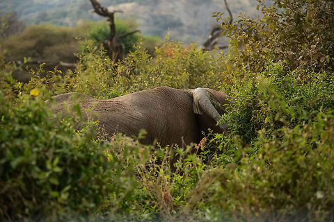 A true African "bush" elephant African Elephants can be surprisingly stealthy. In Lake Manyara NP you will often find them navigating the thick vegetation and you will only notice them when they are only a few metres away.  Africa,African bush elephant,Lake Manyara,Loxodonta africana,Tanzania