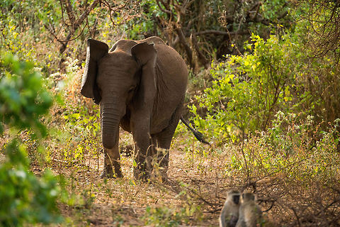 Young African Elepehant visibly annoyed by Vervet Monkeys in Lake Manyara NP, Tanzania  Africa,African bush elephant,Lake Manyara,Loxodonta africana,Tanzania