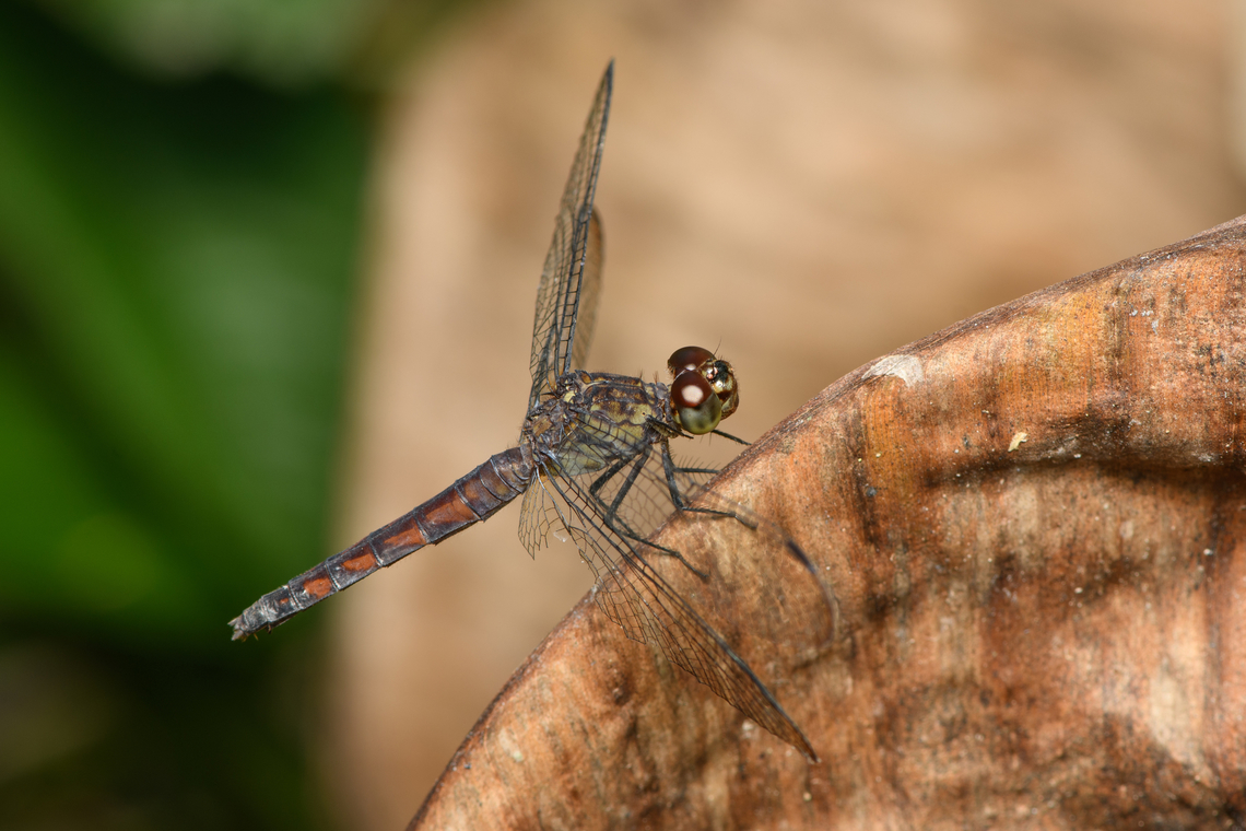 White-tailed Dragonlet - closeup, Sani Lodge, Ecuador This is an old female.<br />
<figure class="photo"><a href="https://www.jungledragon.com/image/131241/red-banded_dragonfly_sani_lodge_ecuador.html" title="Red-banded dragonfly, Sani Lodge, Ecuador"><img src="https://s3.amazonaws.com/media.jungledragon.com/images/2/131241_thumb.jpg?AWSAccessKeyId=05GMT0V3GWVNE7GGM1R2&Expires=1759968010&Signature=D%2FnQCZzLmV3jOEUrMUvcwj4kGKA%3D" width="200" height="134" alt="Red-banded dragonfly, Sani Lodge, Ecuador This is an old female.<br />
https://www.jungledragon.com/image/131240/red-banded_dragonfly_-_closeup_sani_lodge_ecuador.html Ecuador,Ecuador 2021,Erythrodiplax unimaculata,Geotagged,Sani Lodge,South America,Spring,White-tailed Dragonlet,World,Yasuni National Park" /></a></figure> Ecuador,Ecuador 2021,Erythrodiplax unimaculata,Geotagged,Sani Lodge,South America,Spring,White-tailed Dragonlet,World,Yasuni National Park