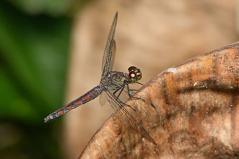 White-tailed Dragonlet - closeup, Sani Lodge, Ecuador This is an old female.
https://www.jungledragon.com/image/131241/red-banded_dragonfly_sani_lodge_ecuador.html Ecuador,Ecuador 2021,Erythrodiplax unimaculata,Geotagged,Sani Lodge,South America,Spring,White-tailed Dragonlet,World,Yasuni National Park