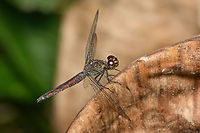 White-tailed Dragonlet - closeup, Sani Lodge, Ecuador This is an old female.<br />
https://www.jungledragon.com/image/131241/red-banded_dragonfly_sani_lodge_ecuador.html Ecuador,Ecuador 2021,Erythrodiplax unimaculata,Geotagged,Sani Lodge,South America,Spring,White-tailed Dragonlet,World,Yasuni National Park