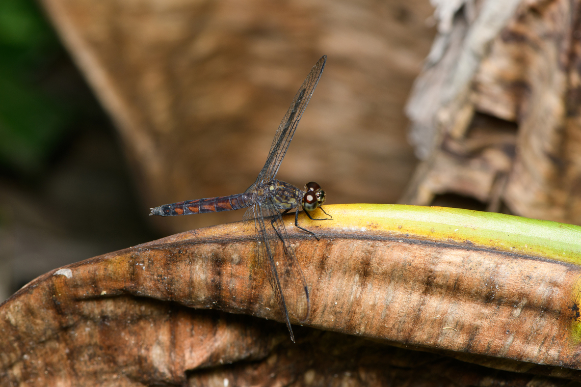 Red-banded dragonfly, Sani Lodge, Ecuador This is an old female.<br />
<figure class="photo"><a href="https://www.jungledragon.com/image/131240/white-tailed_dragonlet_-_closeup_sani_lodge_ecuador.html" title="White-tailed Dragonlet - closeup, Sani Lodge, Ecuador"><img src="https://s3.amazonaws.com/media.jungledragon.com/images/2/131240_thumb.jpg?AWSAccessKeyId=05GMT0V3GWVNE7GGM1R2&Expires=1759968010&Signature=DCUA22DsPVTmL7Rn4mkEKBfC85w%3D" width="200" height="134" alt="White-tailed Dragonlet - closeup, Sani Lodge, Ecuador This is an old female.<br />
https://www.jungledragon.com/image/131241/red-banded_dragonfly_sani_lodge_ecuador.html Ecuador,Ecuador 2021,Erythrodiplax unimaculata,Geotagged,Sani Lodge,South America,Spring,White-tailed Dragonlet,World,Yasuni National Park" /></a></figure> Ecuador,Ecuador 2021,Erythrodiplax unimaculata,Geotagged,Sani Lodge,South America,Spring,White-tailed Dragonlet,World,Yasuni National Park