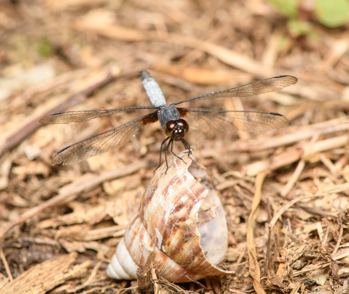 White-tailed Dragonlet on snail case - frontal, Sani Lodge, Ecuador <figure class="photo"><a href="https://www.jungledragon.com/image/131244/white-tailed_dragonlet_on_snail_case_sani_lodge_ecuador.html" title="White-tailed Dragonlet on snail case, Sani Lodge, Ecuador"><img src="https://s3.amazonaws.com/media.jungledragon.com/images/2/131244_thumb.jpg?AWSAccessKeyId=05GMT0V3GWVNE7GGM1R2&Expires=1769040010&Signature=Zkq9ppuKtmvCKiId0Eixdyrj2X4%3D" width="200" height="162" alt="White-tailed Dragonlet on snail case, Sani Lodge, Ecuador https://www.jungledragon.com/image/131243/white-tailed_dragonlet_on_snail_case_-_frontal_sani_lodge_ecuador.html Ecuador,Ecuador 2021,Erythrodiplax unimaculata,Geotagged,Sani Lodge,South America,Spring,White-tailed Dragonlet,World,Yasuni National Park" /></a></figure> Ecuador,Ecuador 2021,Erythrodiplax unimaculata,Geotagged,Sani Lodge,South America,Spring,White-tailed Dragonlet,World,Yasuni National Park