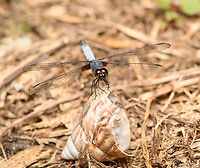 White-tailed Dragonlet on snail case - frontal, Sani Lodge, Ecuador https://www.jungledragon.com/image/131244/white-tailed_dragonlet_on_snail_case_sani_lodge_ecuador.html Ecuador,Ecuador 2021,Erythrodiplax unimaculata,Geotagged,Sani Lodge,South America,Spring,White-tailed Dragonlet,World,Yasuni National Park