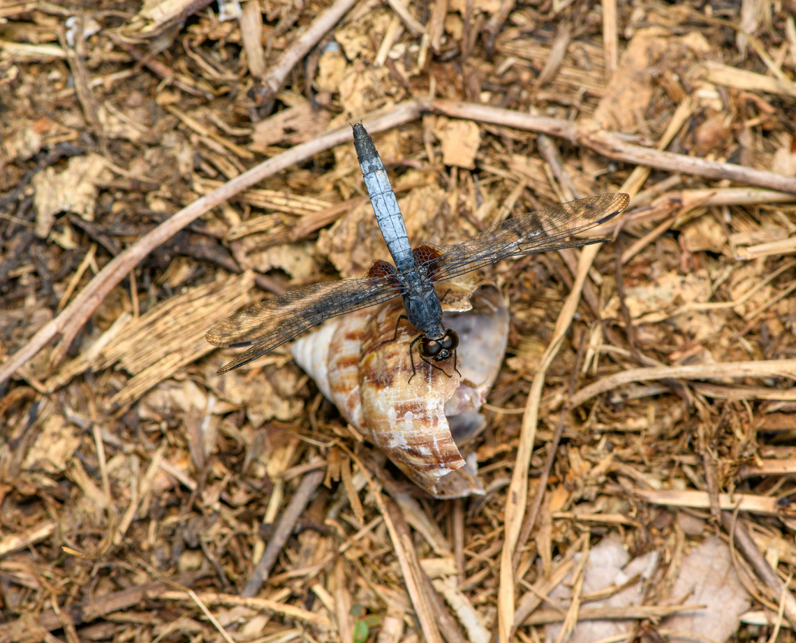 White-tailed Dragonlet on snail case, Sani Lodge, Ecuador <figure class="photo"><a href="https://www.jungledragon.com/image/131243/white-tailed_dragonlet_on_snail_case_-_frontal_sani_lodge_ecuador.html" title="White-tailed Dragonlet on snail case - frontal, Sani Lodge, Ecuador"><img src="https://s3.amazonaws.com/media.jungledragon.com/images/2/131243_thumb.jpg?AWSAccessKeyId=05GMT0V3GWVNE7GGM1R2&Expires=1769040010&Signature=QjvUgb8sEgukJae%2B6FDEZXeL9Lw%3D" width="200" height="170" alt="White-tailed Dragonlet on snail case - frontal, Sani Lodge, Ecuador https://www.jungledragon.com/image/131244/white-tailed_dragonlet_on_snail_case_sani_lodge_ecuador.html Ecuador,Ecuador 2021,Erythrodiplax unimaculata,Geotagged,Sani Lodge,South America,Spring,White-tailed Dragonlet,World,Yasuni National Park" /></a></figure> Ecuador,Ecuador 2021,Erythrodiplax unimaculata,Geotagged,Sani Lodge,South America,Spring,White-tailed Dragonlet,World,Yasuni National Park