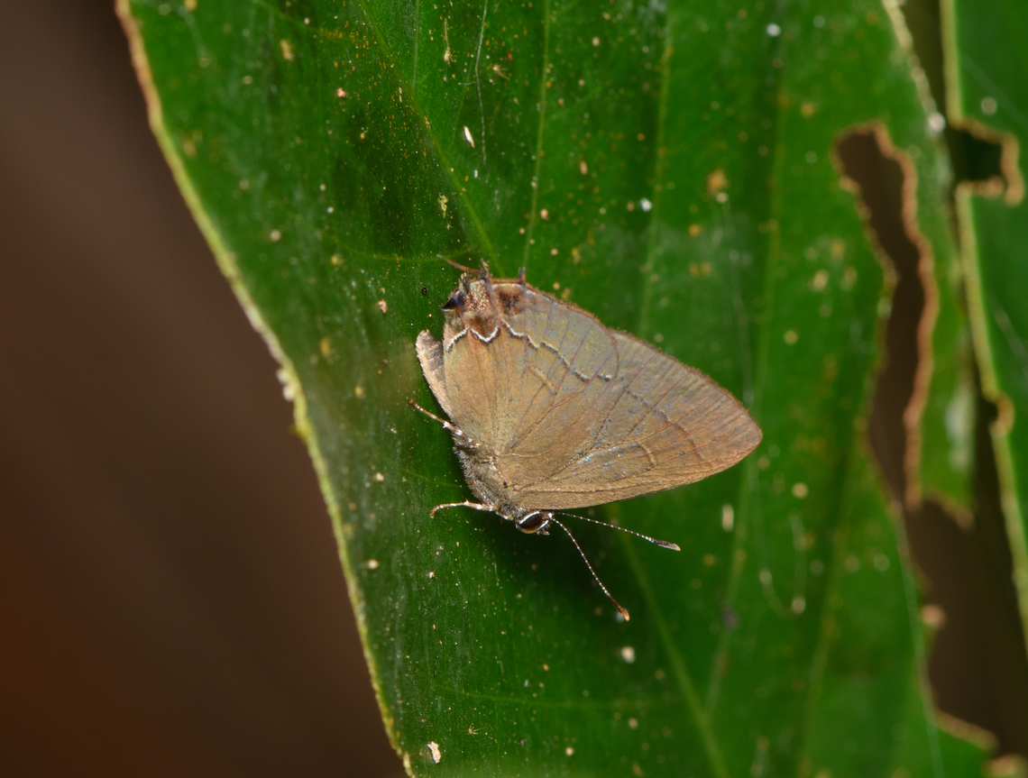 Bellera Groundstreak, Sani Lodge, Ecuador A deep crop, so not a great photo. Interestingly, the smudgy &quot;burned&quot; back of this species seems a feature:<br />
<a href="http://www.butterfliesofamerica.com/calycopis_bellera_live1.htm" rel="nofollow">http://www.butterfliesofamerica.com/calycopis_bellera_live1.htm</a> Bellera Groundstreak,Calycopis bellera,Ecuador,Ecuador 2021,Geotagged,Sani Lodge,South America,Spring,World,Yasuni National Park