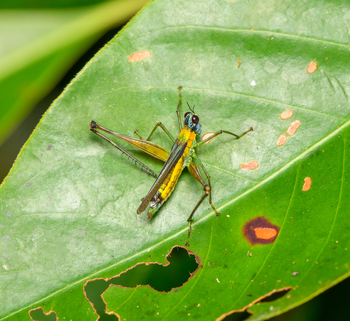Eumastax vittata, Sani Lodge, Ecuador  Ecuador,Ecuador 2021,Eumastax vittata,Geotagged,Sani Lodge,South America,Spring,World,Yasuni National Park