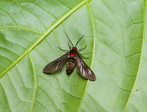 Saurita phoenicosticta, Sani Lodge, Ecuador  Ecuador,Ecuador 2021,Geotagged,Sani Lodge,Saurita phoenicosticta,South America,Spring,World,Yasuni National Park