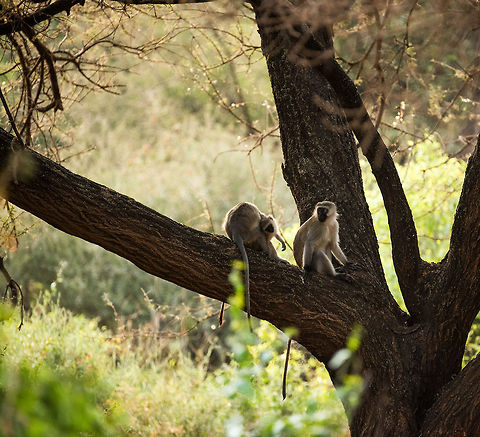 Black-faced Vervet Monkey (Cercopithecus aethiops) family in tree at Lake Manyara NP, Tanzania  Africa,Chlorocebus pygerythrus,Lake Manyara,Tanzania,Vervet monkey