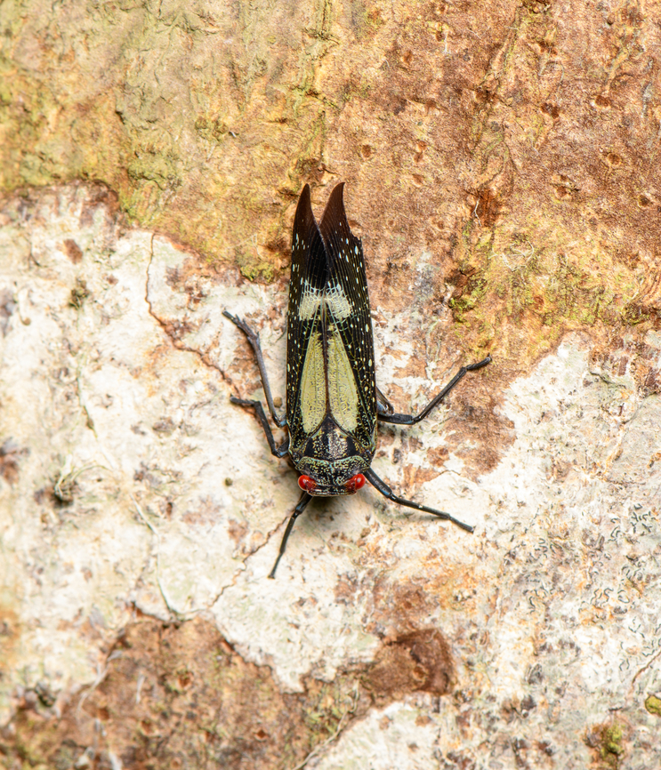 Red-dotted Planthopper, Sani Lodge, Ecuador  Ecuador,Ecuador 2021,Geotagged,Lystra lanata,Red-dotted Planthopper,Sani Lodge,South America,Spring,World,Yasuni National Park