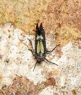 Red-dotted Planthopper