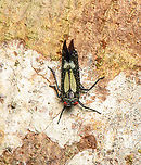 Red-dotted Planthopper, Sani Lodge, Ecuador  Ecuador,Ecuador 2021,Geotagged,Lystra lanata,Red-dotted Planthopper,Sani Lodge,South America,Spring,World,Yasuni National Park