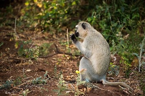 Black-faced Vervet Monkey (Cercopithecus aethiops) adult on forest floor at Lake Manyara NP, Tanzania  Africa,Chlorocebus pygerythrus,Lake Manyara,Tanzania,Vervet monkey