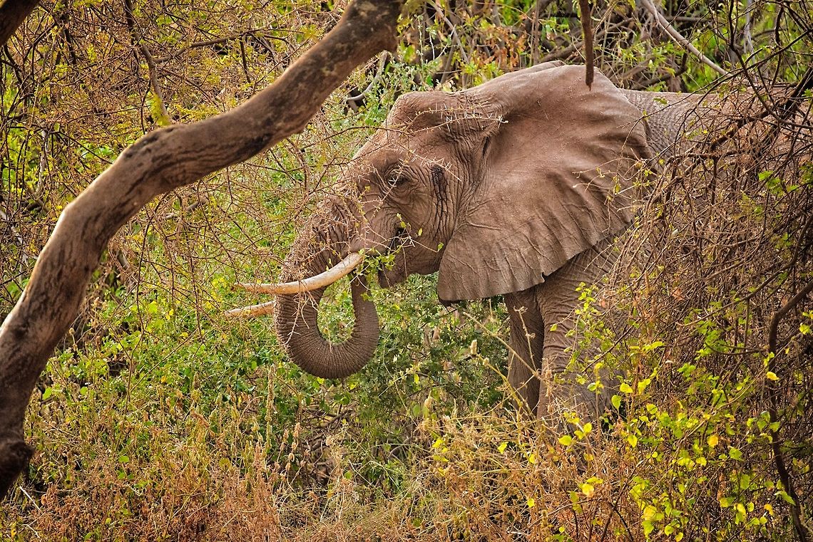 Large adult African Bush Elephant feeding in Lake Manyara forest In this park we had various moments of thrill as the elephants navigate the thick vegetation and you will only spot them when you are very close to them. Africa,African bush elephant,Lake Manyara,Loxodonta africana,Tanzania