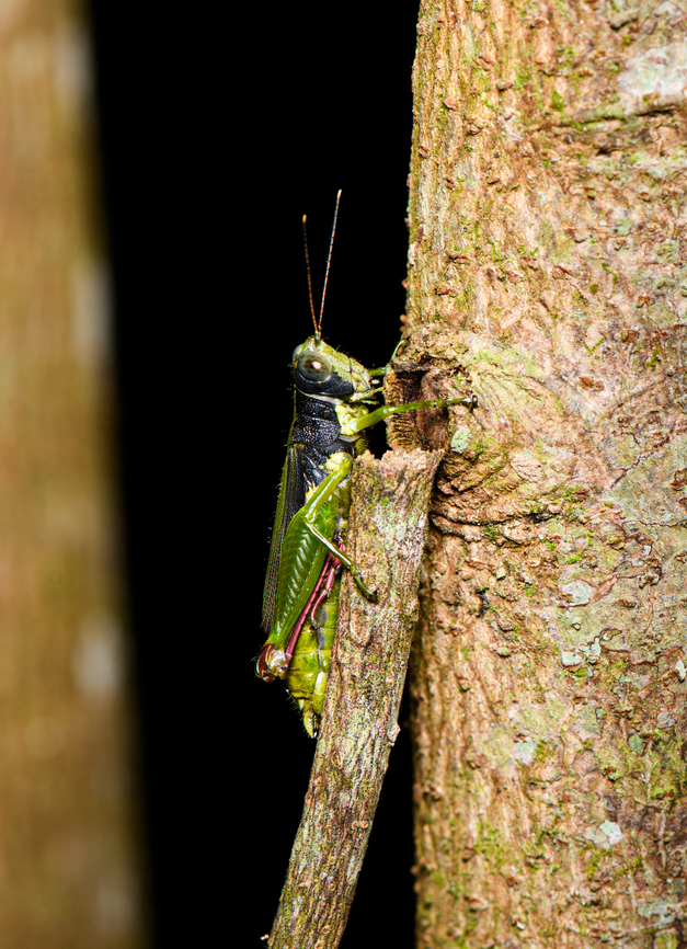Unknown grasshopper, Sani Lodge, Ecuador Found similar ones, but no exact matches yet. Ecuador,Ecuador 2021,Geotagged,Sani Lodge,South America,Spring,World,Yasuni National Park