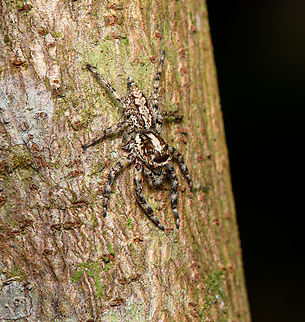 Frigga crocuta, Sani Lodge, Ecuador  Ecuador,Ecuador 2021,Frigga crocuta,Geotagged,Sani Lodge,South America,Spring,World,Yasuni National Park