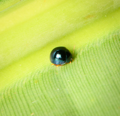 Tiny leaf beetle (Halmus) - closeup, Sani Lodge, Ecuador Official size: smol.
https://www.jungledragon.com/image/131305/tiny_leaf_beetle_sani_lodge_ecuador.html Ecuador,Ecuador 2021,Geotagged,Sani Lodge,South America,Spring,World,Yasuni National Park