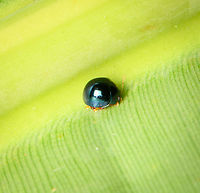 Tiny leaf beetle (Halmus) - closeup, Sani Lodge, Ecuador Official size: smol.<br />
https://www.jungledragon.com/image/131305/tiny_leaf_beetle_sani_lodge_ecuador.html Ecuador,Ecuador 2021,Geotagged,Sani Lodge,South America,Spring,World,Yasuni National Park