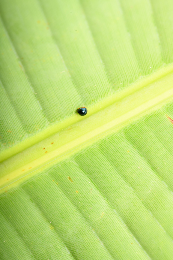 Tiny leaf beetle (Halmus), Sani Lodge, Ecuador Official size: smol.<br />
<figure class="photo"><a href="https://www.jungledragon.com/image/131304/tiny_leaf_beetle_halmus_-_closeup_sani_lodge_ecuador.html" title="Tiny leaf beetle (Halmus) - closeup, Sani Lodge, Ecuador"><img src="https://s3.amazonaws.com/media.jungledragon.com/images/2/131304_thumb.jpg?AWSAccessKeyId=05GMT0V3GWVNE7GGM1R2&Expires=1763596810&Signature=crxbxNhm0fWN0qAJ0mTRqMtBOFY%3D" width="200" height="194" alt="Tiny leaf beetle (Halmus) - closeup, Sani Lodge, Ecuador Official size: smol.<br />
https://www.jungledragon.com/image/131305/tiny_leaf_beetle_sani_lodge_ecuador.html Ecuador,Ecuador 2021,Geotagged,Sani Lodge,South America,Spring,World,Yasuni National Park" /></a></figure> Ecuador,Ecuador 2021,Geotagged,Sani Lodge,South America,Spring,World,Yasuni National Park