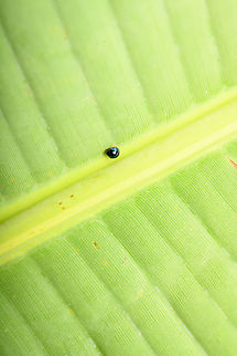 Tiny leaf beetle (Halmus), Sani Lodge, Ecuador Official size: smol.
https://www.jungledragon.com/image/131304/tiny_leaf_beetle_-_closeup_sani_lodge_ecuador.html Ecuador,Ecuador 2021,Geotagged,Sani Lodge,South America,Spring,World,Yasuni National Park