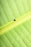 Tiny leaf beetle (Halmus), Sani Lodge, Ecuador Official size: smol.<br />
https://www.jungledragon.com/image/131304/tiny_leaf_beetle_-_closeup_sani_lodge_ecuador.html Ecuador,Ecuador 2021,Geotagged,Sani Lodge,South America,Spring,World,Yasuni National Park