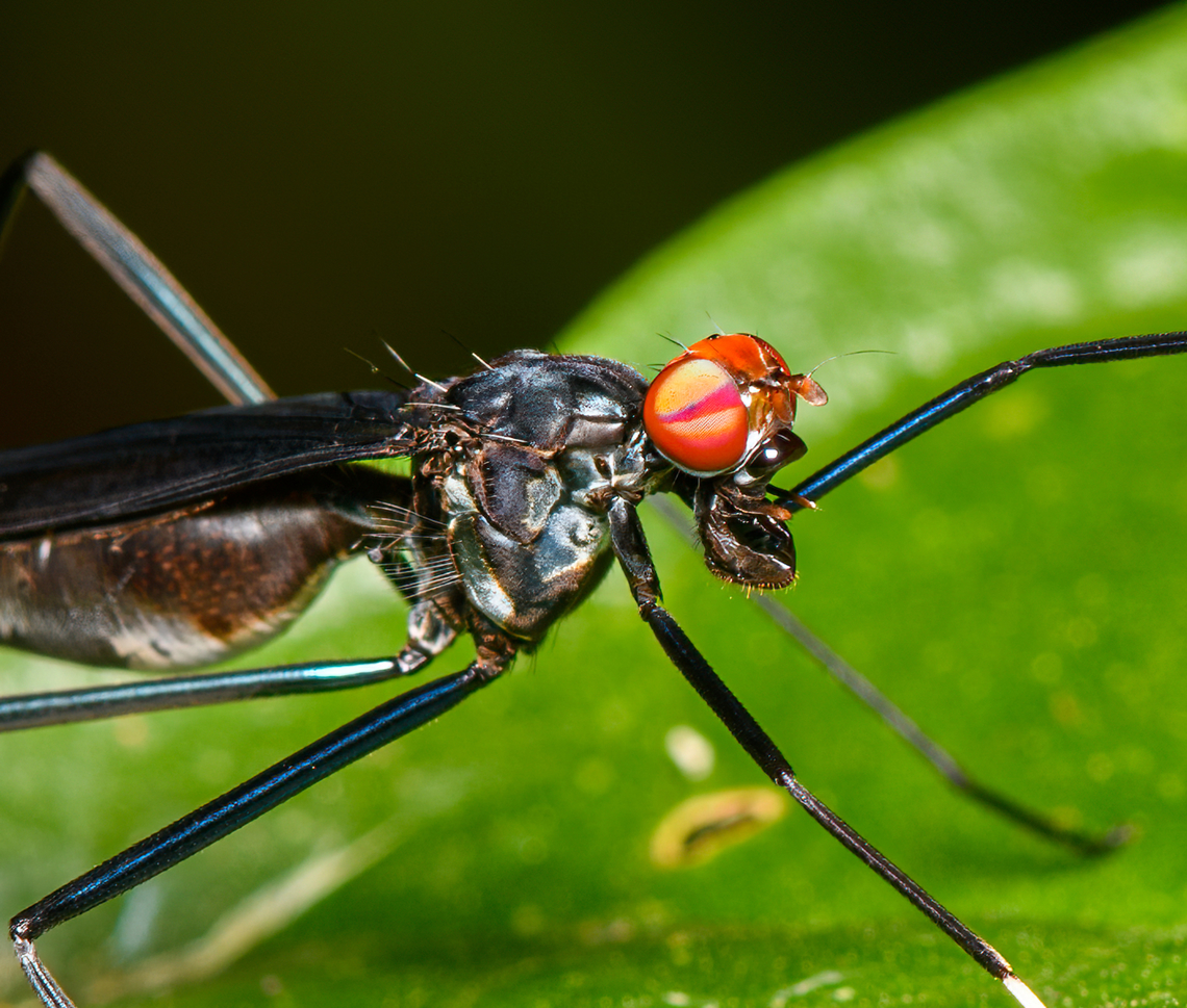 Scipopus heteropus - closeup, Sani Lodge, Ecuador To the naked eye, this insect very much resembles a wasp, both in appearance and movement:<br />
<section class="video"><iframe width="448" height="282" src="https://www.youtube-nocookie.com/embed/7ljp2G6VaMg?hd=1&autoplay=0&rel=0" frameborder="0" allowfullscreen></iframe></section><br />
When having a closer look though, it becomes clear that the probing antennae are fore legs. This is a stilt-legged fly, it's quite common for them to mimic wasps.<br />
<br />
<figure class="photo"><a href="https://www.jungledragon.com/image/131308/scipopus_heteropus_sani_lodge_ecuador.html" title="Scipopus heteropus, Sani Lodge, Ecuador"><img src="https://s3.amazonaws.com/media.jungledragon.com/images/2/131308_thumb.jpg?AWSAccessKeyId=05GMT0V3GWVNE7GGM1R2&Expires=1759968010&Signature=pMbhus6x4UgVEPs%2BOqltkDc5%2Fa0%3D" width="200" height="134" alt="Scipopus heteropus, Sani Lodge, Ecuador To the naked eye, this insect very much resembles a wasp, both in appearance and movement:<br />
https://www.youtube.com/watch?v=7ljp2G6VaMg<br />
When having a closer look though, it becomes clear that the probing antennae are fore legs. This is a stilt-legged fly, it's quite common for them to mimic wasps.<br />
<br />
https://www.jungledragon.com/image/131307/scipopus_heteropus_-_closeup_sani_lodge_ecuador.html Ecuador,Ecuador 2021,Geotagged,Sani Lodge,Scipopus heteropus,South America,Spring,World,Yasuni National Park" /></a></figure> Ecuador,Ecuador 2021,Geotagged,Sani Lodge,Scipopus heteropus,South America,Spring,World,Yasuni National Park