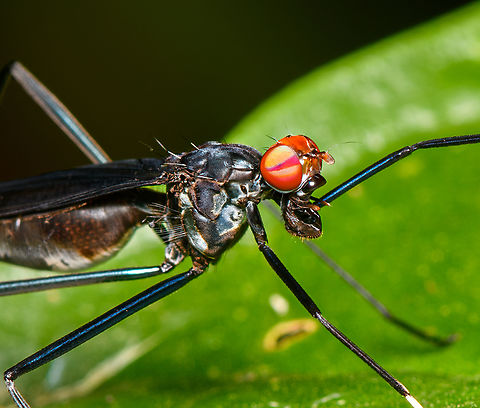 Scipopus heteropus - closeup, Sani Lodge, Ecuador To the naked eye, this insect very much resembles a wasp, both in appearance and movement:
https://www.youtube.com/watch?v=7ljp2G6VaMg
When having a closer look though, it becomes clear that the probing antennae are fore legs. This is a stilt-legged fly, it's quite common for them to mimic wasps.

https://www.jungledragon.com/image/131308/scipopus_heteropus_sani_lodge_ecuador.html Ecuador,Ecuador 2021,Geotagged,Sani Lodge,Scipopus heteropus,South America,Spring,World,Yasuni National Park
