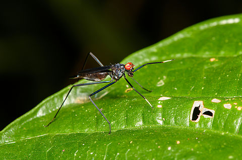 Scipopus heteropus, Sani Lodge, Ecuador To the naked eye, this insect very much resembles a wasp, both in appearance and movement:
https://www.youtube.com/watch?v=7ljp2G6VaMg
When having a closer look though, it becomes clear that the probing antennae are fore legs. This is a stilt-legged fly, it's quite common for them to mimic wasps.

https://www.jungledragon.com/image/131307/scipopus_heteropus_-_closeup_sani_lodge_ecuador.html Ecuador,Ecuador 2021,Geotagged,Sani Lodge,Scipopus heteropus,South America,Spring,World,Yasuni National Park