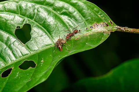 Ectatomma tuberculatum, Sani Lodge, Ecuador Ectatomma tuberculatum ants (likely) tending what I think may be a treehopper. Ectatomma tuberculatum,Ecuador,Ecuador 2021,Geotagged,Sani Lodge,South America,Spring,World,Yasuni National Park