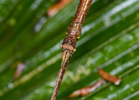 Large stick insect - head, Sani Lodge, Ecuador https://www.jungledragon.com/image/131312/large_stick_insect_sani_lodge_ecuador.html Ecuador,Ecuador 2021,Geotagged,Sani Lodge,South America,Spring,World,Yasuni National Park