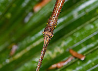 Large stick insect - head, Sani Lodge, Ecuador https://www.jungledragon.com/image/131312/large_stick_insect_sani_lodge_ecuador.html Ecuador,Ecuador 2021,Geotagged,Sani Lodge,South America,Spring,World,Yasuni National Park