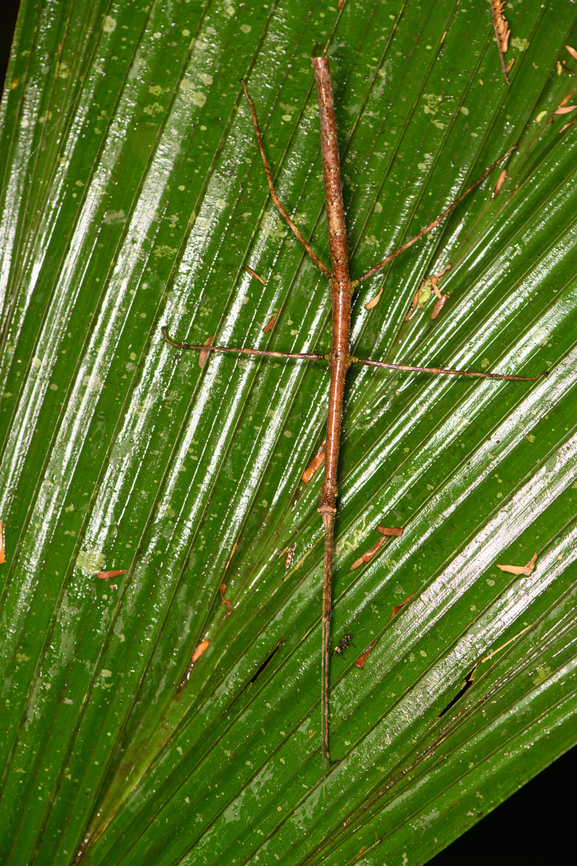 Large stick insect, Sani Lodge, Ecuador <figure class="photo"><a href="https://www.jungledragon.com/image/131311/large_stick_insect_-_head_sani_lodge_ecuador.html" title="Large stick insect - head, Sani Lodge, Ecuador"><img src="https://s3.amazonaws.com/media.jungledragon.com/images/2/131311_thumb.jpg?AWSAccessKeyId=05GMT0V3GWVNE7GGM1R2&Expires=1767225610&Signature=wJUcfOKCzHx8bGfHwzBfKtEwnY8%3D" width="200" height="146" alt="Large stick insect - head, Sani Lodge, Ecuador https://www.jungledragon.com/image/131312/large_stick_insect_sani_lodge_ecuador.html Ecuador,Ecuador 2021,Geotagged,Sani Lodge,South America,Spring,World,Yasuni National Park" /></a></figure> Ecuador,Ecuador 2021,Geotagged,Sani Lodge,South America,Spring,World,Yasuni National Park