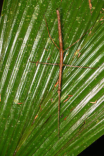 Large stick insect, Sani Lodge, Ecuador https://www.jungledragon.com/image/131311/large_stick_insect_-_head_sani_lodge_ecuador.html Ecuador,Ecuador 2021,Geotagged,Sani Lodge,South America,Spring,World,Yasuni National Park
