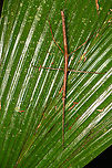 Large stick insect, Sani Lodge, Ecuador https://www.jungledragon.com/image/131311/large_stick_insect_-_head_sani_lodge_ecuador.html Ecuador,Ecuador 2021,Geotagged,Sani Lodge,South America,Spring,World,Yasuni National Park