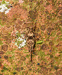 Pygmy grasshopper - closeup, Sani lodge, Ecuador https://www.jungledragon.com/image/131314/pygmy_grasshopper_sani_lodge_ecuador.html Ecuador,Ecuador 2021,Geotagged,Sani Lodge,South America,Spring,World,Yasuni National Park