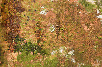 Pygmy grasshopper, Sani lodge, Ecuador https://www.jungledragon.com/image/131313/pygmy_grasshopper_-_closeup_sani_lodge_ecuador.html Ecuador,Ecuador 2021,Geotagged,Sani Lodge,South America,Spring,World,Yasuni National Park