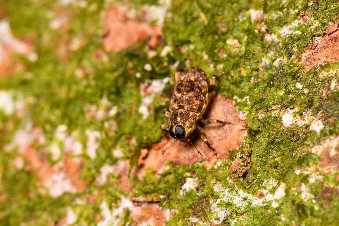 Tiny snout weevil - Zygopini - 1, Sani Lodge, Ecuador These tiny weevils with large eyes remind me of Macrocopturus sp. which are known to mimic flies. Just a theory for now though.<br />
<figure class="photo"><a href="https://www.jungledragon.com/image/131317/tiny_snout_weevil_-_zygopini_-_2_sani_lodge_ecuador.html" title="Tiny snout weevil - Zygopini - 2, Sani Lodge, Ecuador"><img src="https://s3.amazonaws.com/media.jungledragon.com/images/2/131317_thumb.jpg?AWSAccessKeyId=05GMT0V3GWVNE7GGM1R2&Expires=1759968010&Signature=0moykXmdinb2HHIHcloIQ5DGuGw%3D" width="200" height="134" alt="Tiny snout weevil - Zygopini - 2, Sani Lodge, Ecuador These tiny weevils with large eyes remind me of Macrocopturus sp. which are known to mimic flies. Just a theory for now though.<br />
https://www.jungledragon.com/image/131316/tiny_snout_weevil_-_1_sani_lodge_ecuador.html Ecuador,Ecuador 2021,Geotagged,Sani Lodge,South America,Spring,World,Yasuni National Park" /></a></figure> Ecuador,Ecuador 2021,Geotagged,Sani Lodge,South America,Spring,World,Yasuni National Park