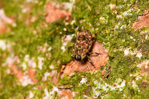 Tiny snout weevil - Zygopini - 1, Sani Lodge, Ecuador These tiny weevils with large eyes remind me of Macrocopturus sp. which are known to mimic flies. Just a theory for now though.
https://www.jungledragon.com/image/131317/tiny_snout_weevil_-_2_sani_lodge_ecuador.html Ecuador,Ecuador 2021,Geotagged,Sani Lodge,South America,Spring,World,Yasuni National Park