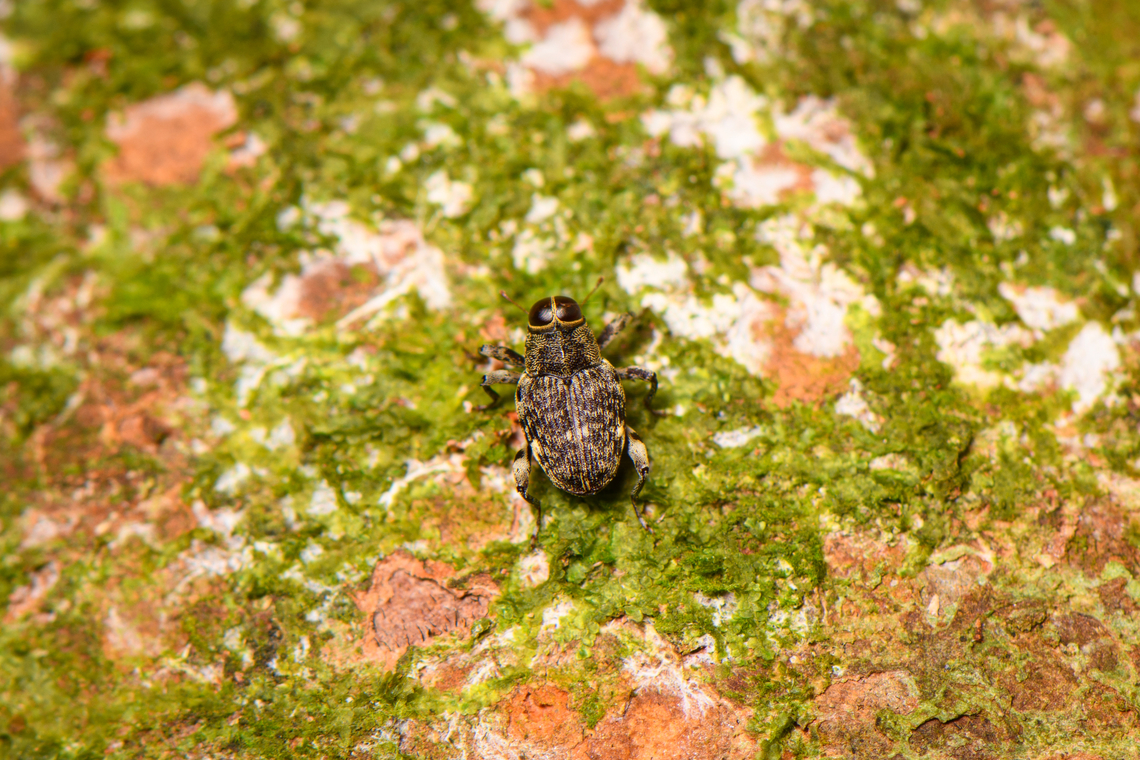 Tiny snout weevil - Zygopini - 2, Sani Lodge, Ecuador These tiny weevils with large eyes remind me of Macrocopturus sp. which are known to mimic flies. Just a theory for now though.<br />
<figure class="photo"><a href="https://www.jungledragon.com/image/131316/tiny_snout_weevil_-_zygopini_-_1_sani_lodge_ecuador.html" title="Tiny snout weevil - Zygopini - 1, Sani Lodge, Ecuador"><img src="https://s3.amazonaws.com/media.jungledragon.com/images/2/131316_thumb.jpg?AWSAccessKeyId=05GMT0V3GWVNE7GGM1R2&Expires=1759968010&Signature=kevoC6EgKk0KcinxRbVneKvPl24%3D" width="200" height="134" alt="Tiny snout weevil - Zygopini - 1, Sani Lodge, Ecuador These tiny weevils with large eyes remind me of Macrocopturus sp. which are known to mimic flies. Just a theory for now though.<br />
https://www.jungledragon.com/image/131317/tiny_snout_weevil_-_2_sani_lodge_ecuador.html Ecuador,Ecuador 2021,Geotagged,Sani Lodge,South America,Spring,World,Yasuni National Park" /></a></figure> Ecuador,Ecuador 2021,Geotagged,Sani Lodge,South America,Spring,World,Yasuni National Park
