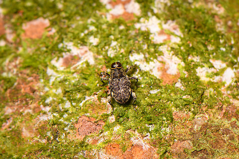 Tiny snout weevil - Zygopini - 2, Sani Lodge, Ecuador These tiny weevils with large eyes remind me of Macrocopturus sp. which are known to mimic flies. Just a theory for now though.
https://www.jungledragon.com/image/131316/tiny_snout_weevil_-_1_sani_lodge_ecuador.html Ecuador,Ecuador 2021,Geotagged,Sani Lodge,South America,Spring,World,Yasuni National Park