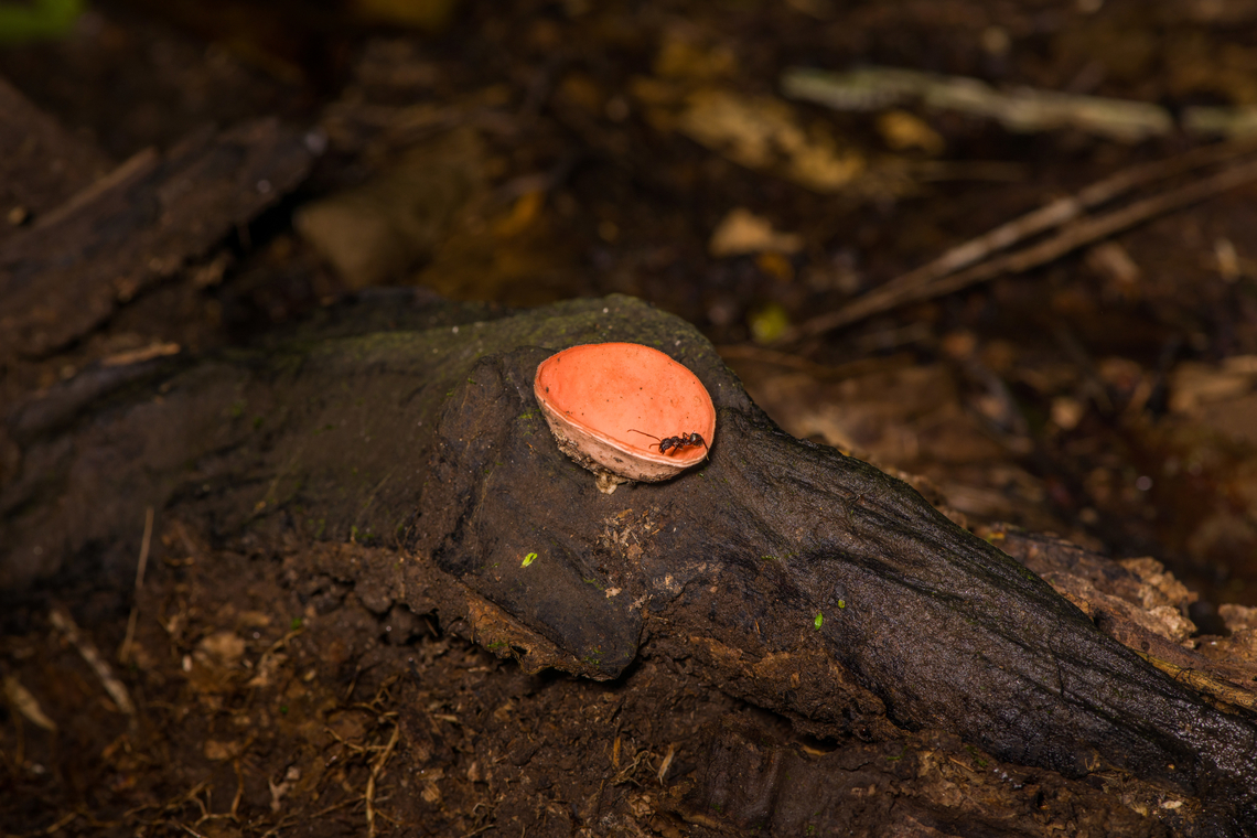 Cookeina speciosa, Sani Lodge, Ecuador Ant taking a sip from water collected in the cup fungus, growing on dead wood. Cookeina speciosa,Ecuador,Ecuador 2021,Geotagged,Sani Lodge,South America,Spring,World,Yasuni National Park