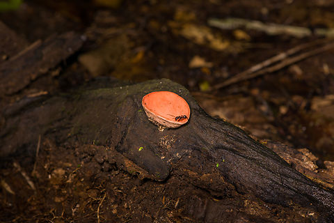 Cookeina speciosa, Sani Lodge, Ecuador Ant taking a sip from water collected in the cup fungus, growing on dead wood. Cookeina speciosa,Ecuador,Ecuador 2021,Geotagged,Sani Lodge,South America,Spring,World,Yasuni National Park