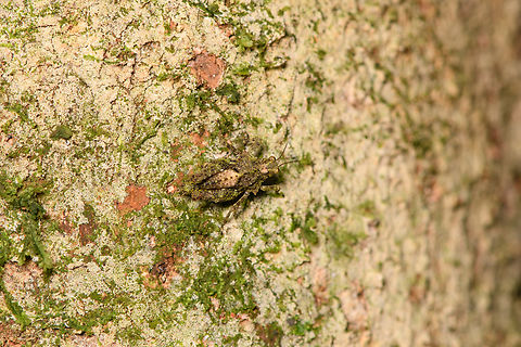 Pygmy grasshopper on bark, Sani lodge, Ecuador Another pygmy grasshopper. Somewhat similar to Otumba amazonica. Ecuador,Ecuador 2021,Geotagged,Sani Lodge,South America,Spring,World,Yasuni National Park