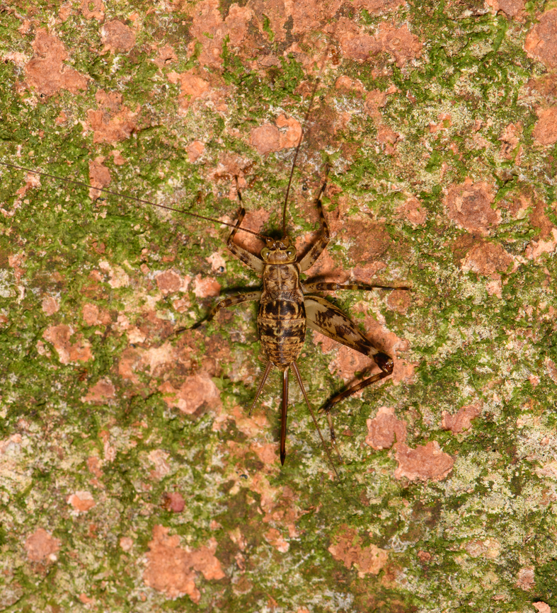 Spider cricket, Sani Lodge, Ecuador Found on bark, one leg missing. Ecuador,Ecuador 2021,Geotagged,Sani Lodge,South America,Spring,World,Yasuni National Park