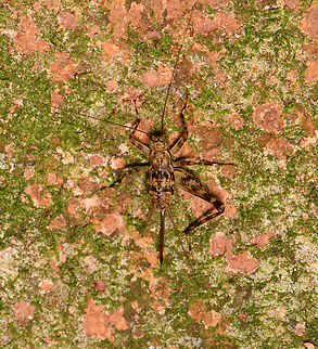 Spider cricket, Sani Lodge, Ecuador Found on bark, one leg missing. Ecuador,Ecuador 2021,Geotagged,Sani Lodge,South America,Spring,World,Yasuni National Park