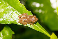 Dendropsophus bokermanni, Sani Lodge, Ecuador After collecting expert feedback, including from John Sulivan, genus Dendropsophus is sure. Additional input is that this is a juvenile Dendropsophus bokermanni, but this is tentative.<br />
https://www.jungledragon.com/image/131380/dendropsophus_bokermanni_-_side_view_sani_lodge_ecuador.html<br />
https://www.jungledragon.com/image/131381/dendropsophus_bokermanni_-_closeup_sani_lodge_ecuador.html Dendropsophus bokermanni,Ecuador,Ecuador 2021,Geotagged,Sani Lodge,South America,Spring,World,Yasuni National Park